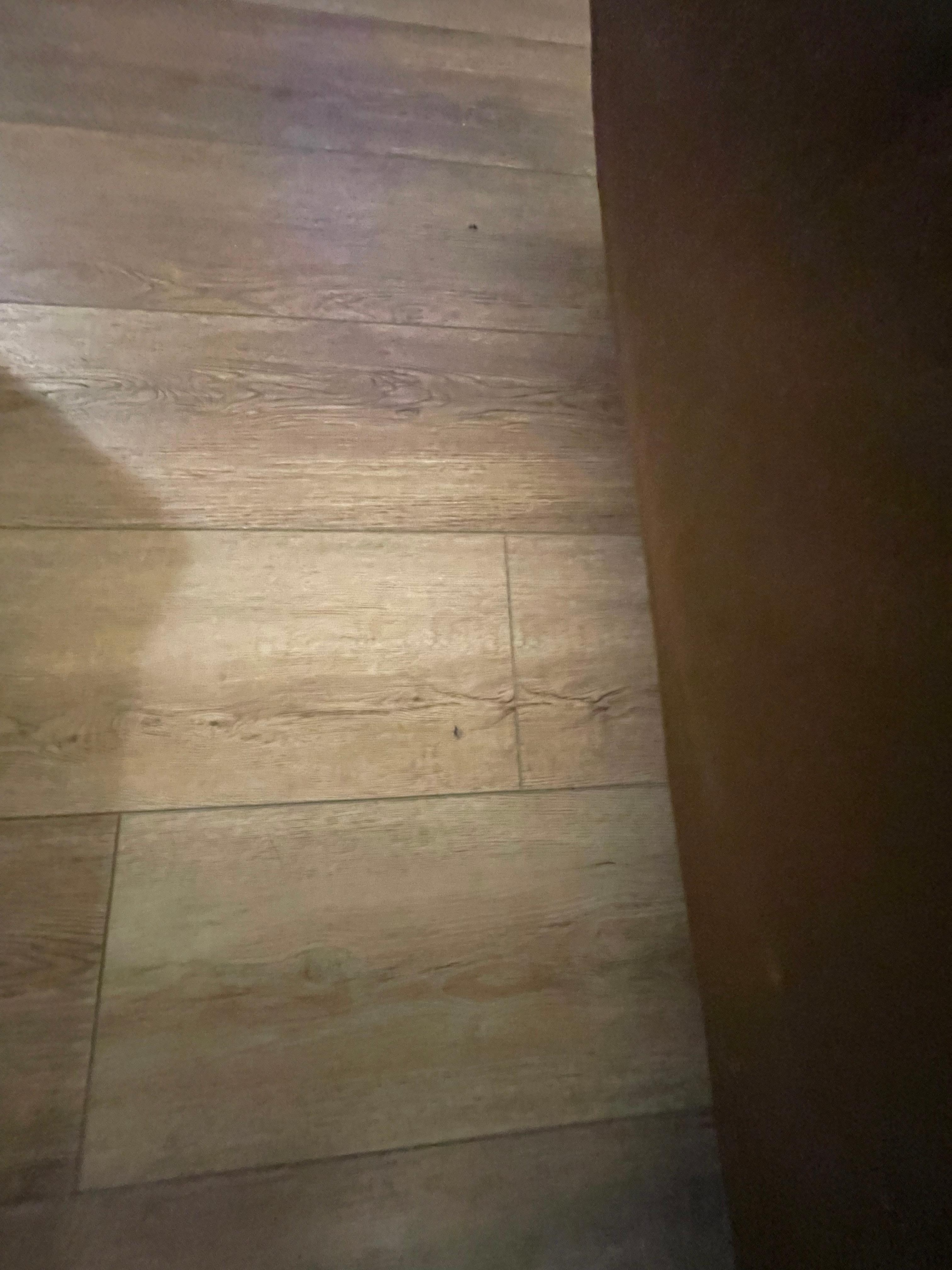Ants in room 