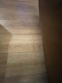 Ants in room