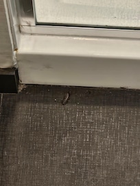Bug