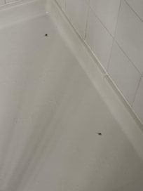 Roaches in Shower