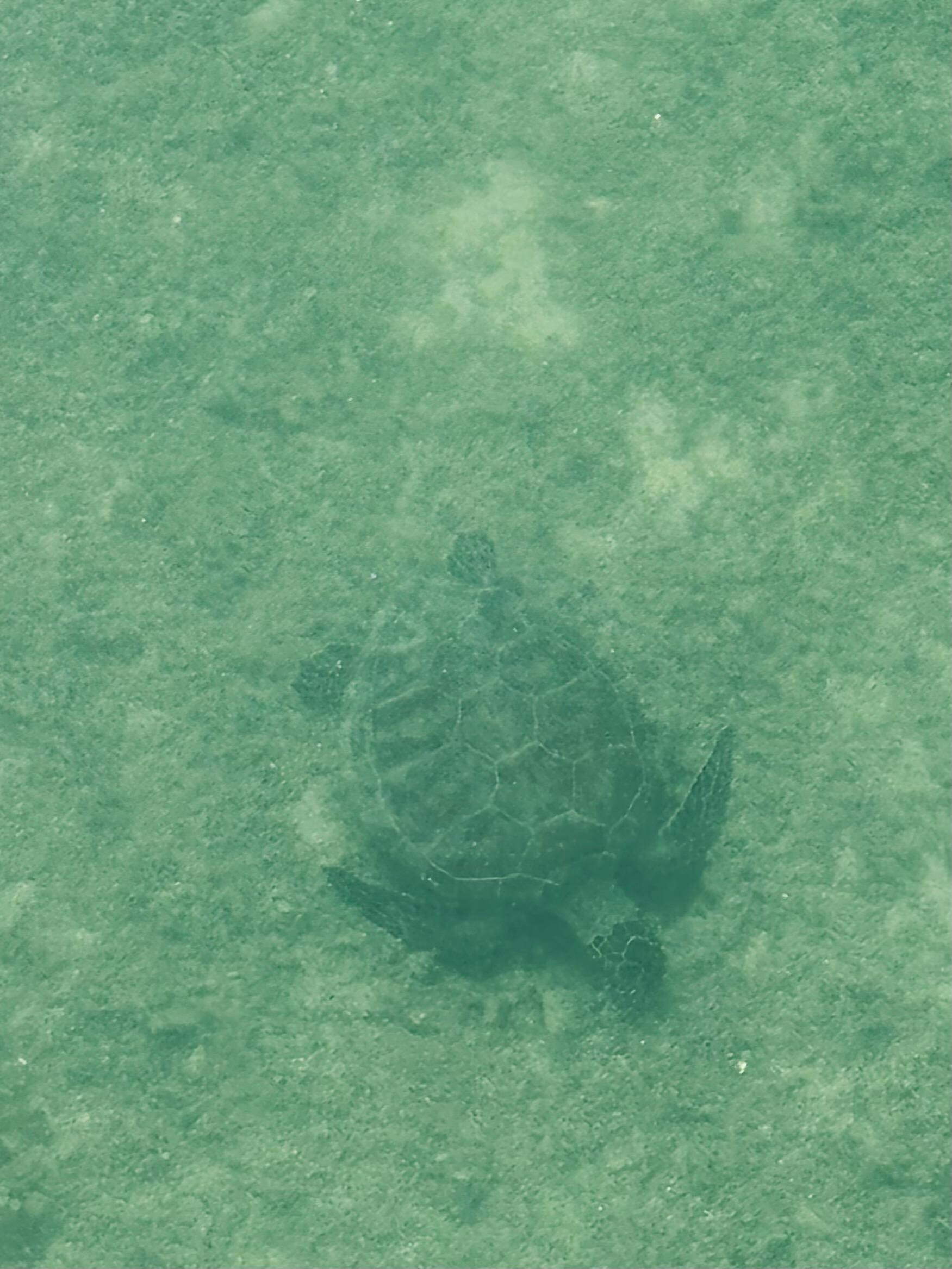 Sea turtle off the dock