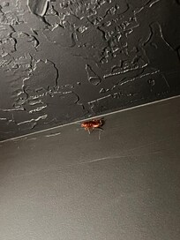 Movie room large roach