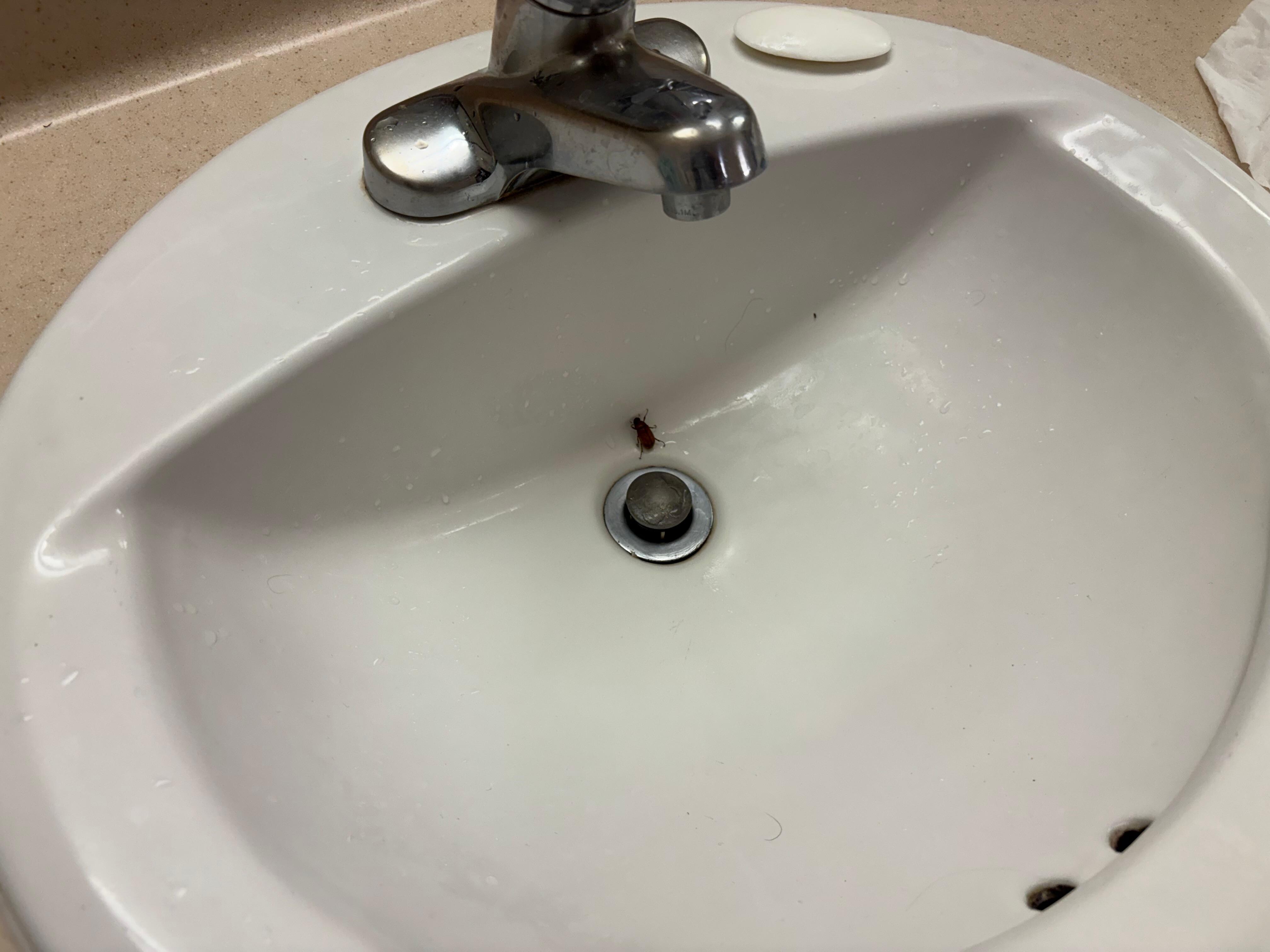 Cockroaches came up through the sink drain.  The toilet clogged, and water stood in the bathtub after a five minute shower.