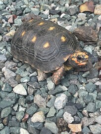 Teddy the tortoise on the terrace
