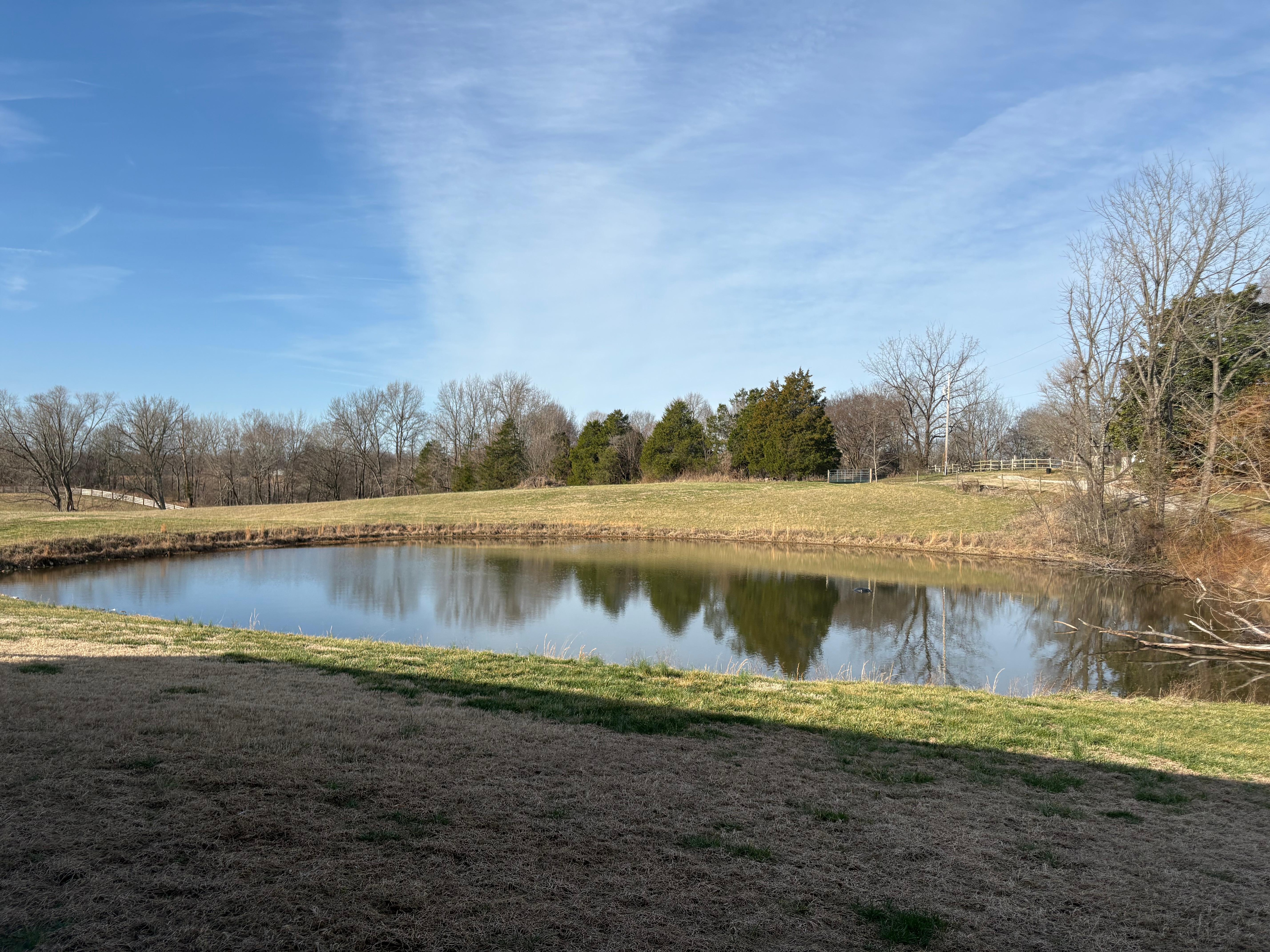 Maggie enjoying her wade in the pond!