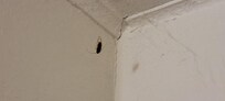 Dead roach in a spiderweb in corner of room. We killed a live roach in the bathroom. Gross.