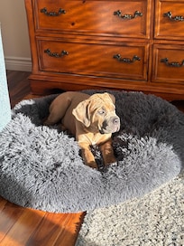 Hosts even provide comfy dog beds!