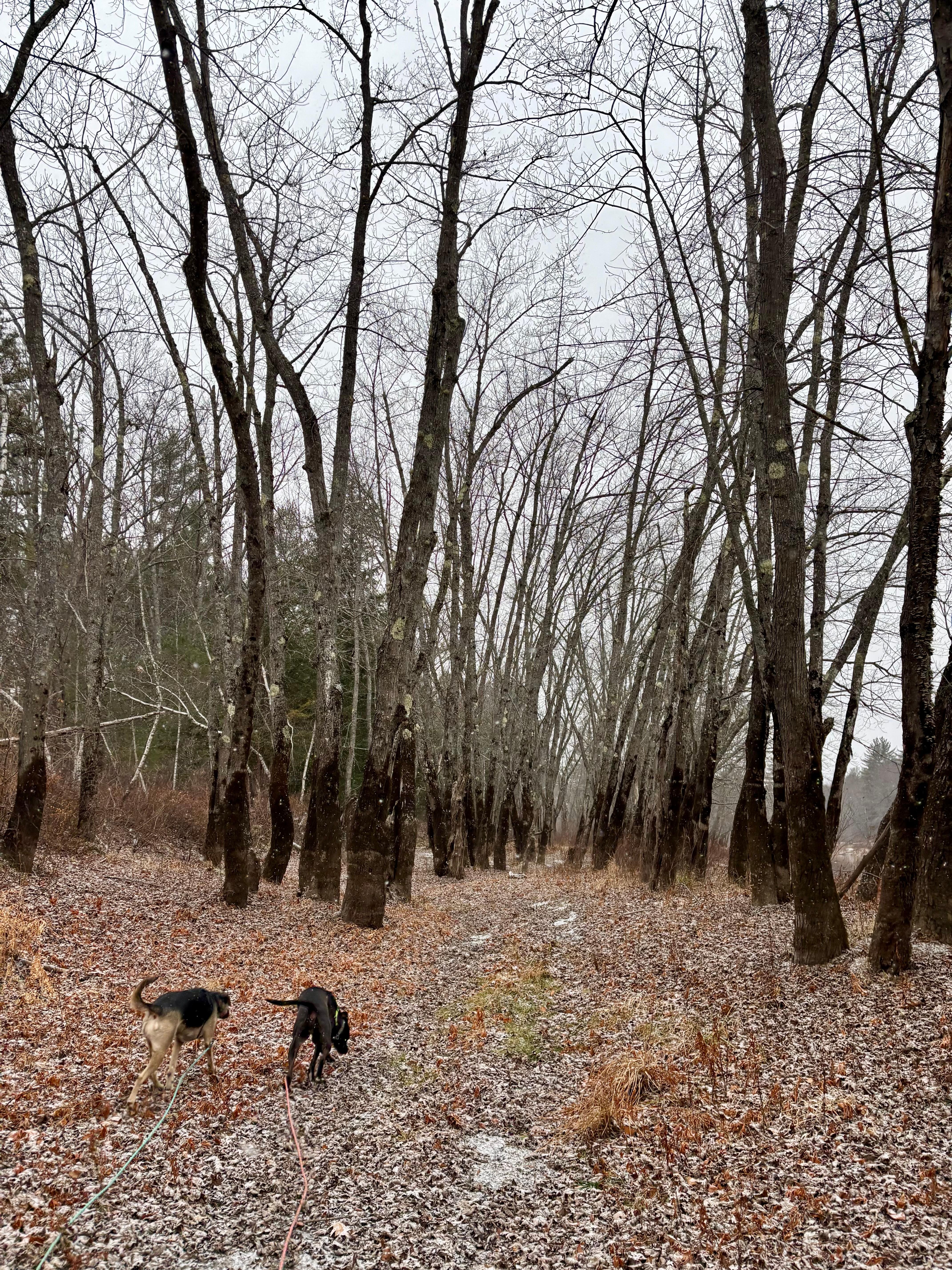 Walking along the Saco River behind the house