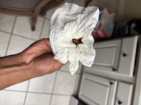 Roach #1