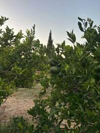Lime trees. 😋