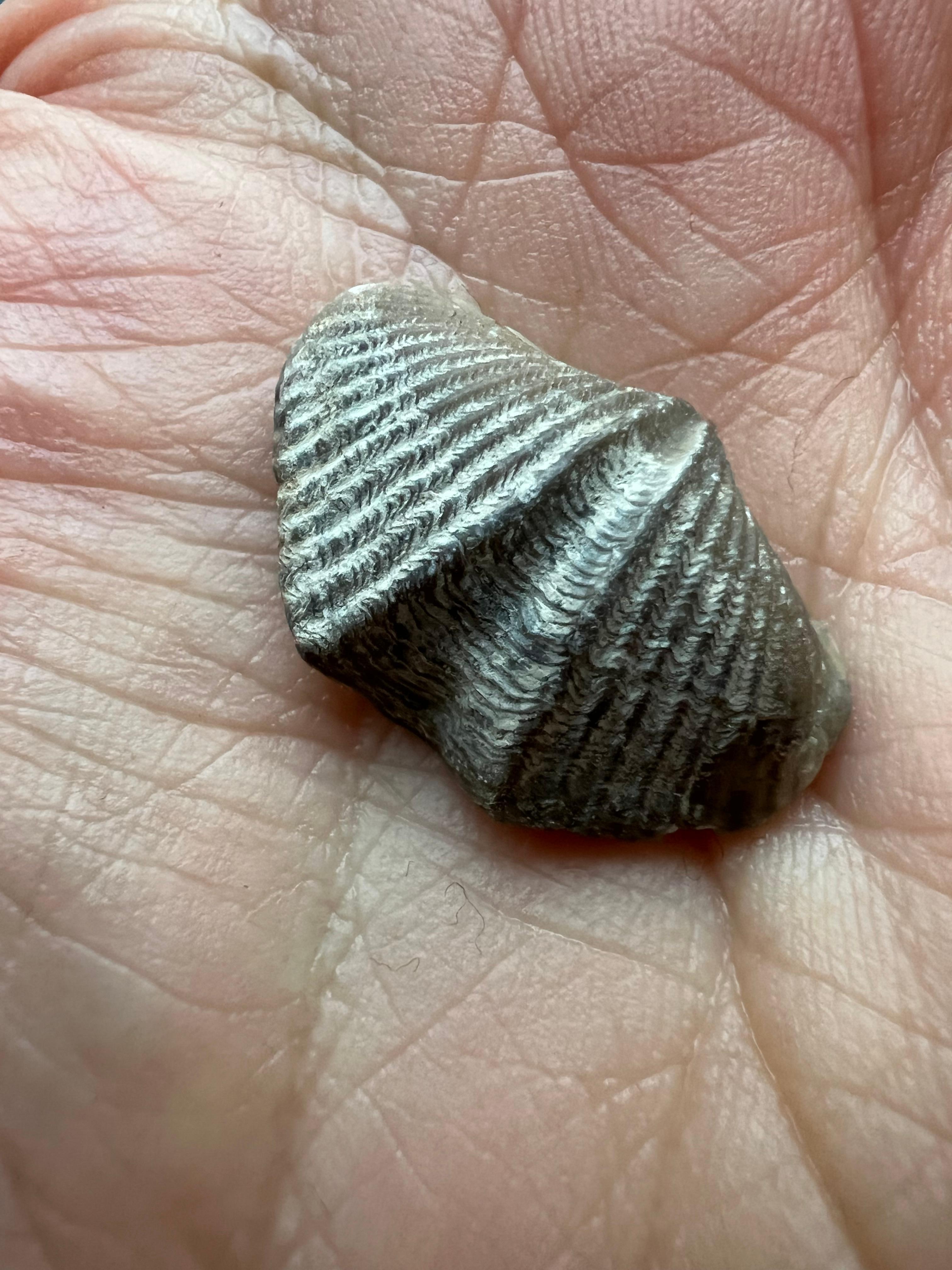Find fossils at Hungry Hollow near Arkona 