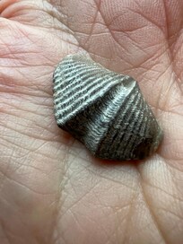 Find fossils at Hungry Hollow near Arkona