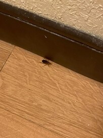 Bathroom cockroach