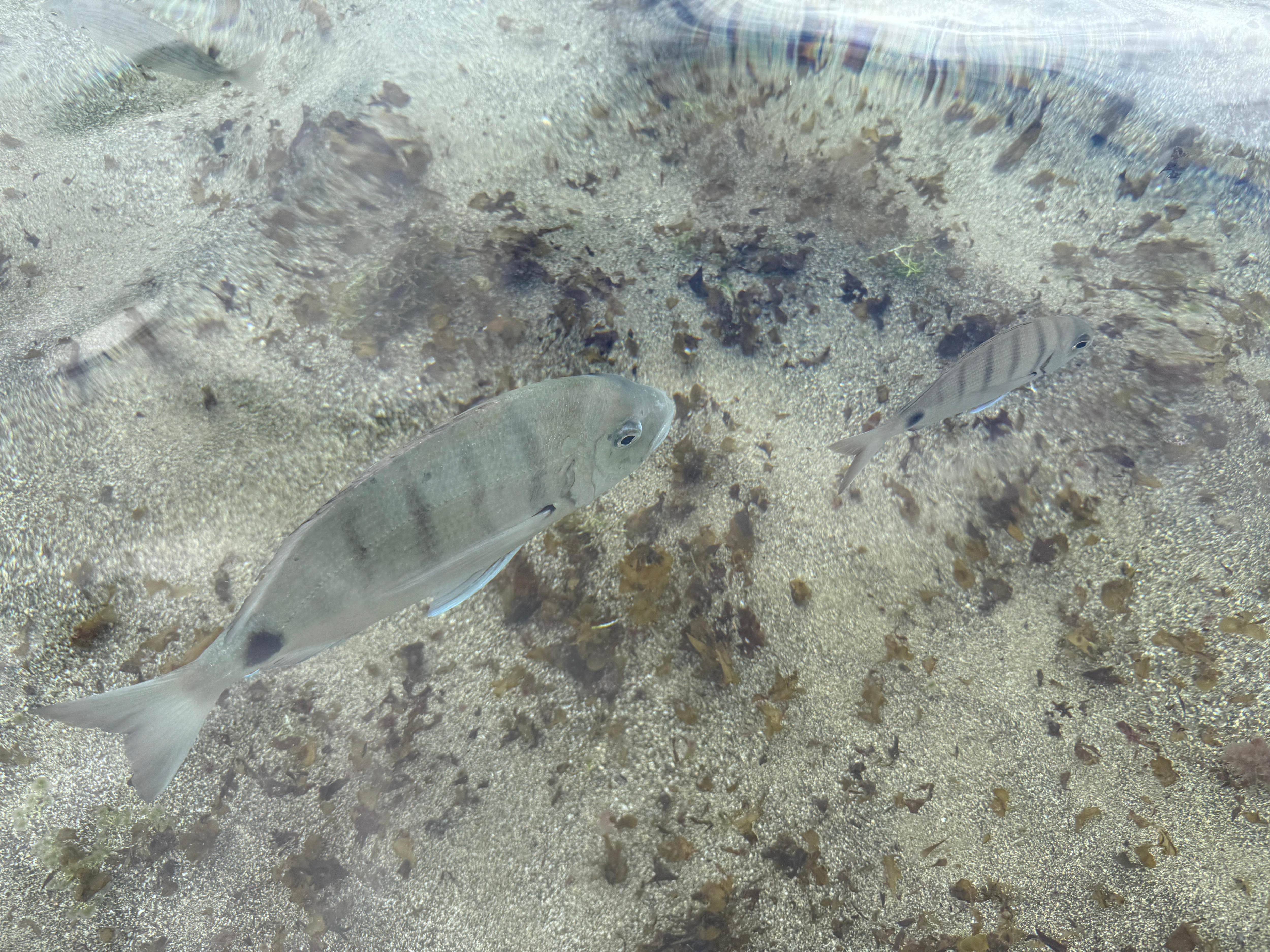 Fischschwärme am Strand