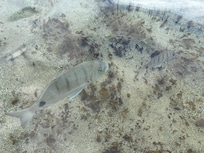 Fischschwärme am Strand