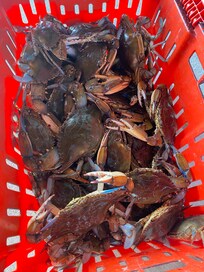 Blue crabs
