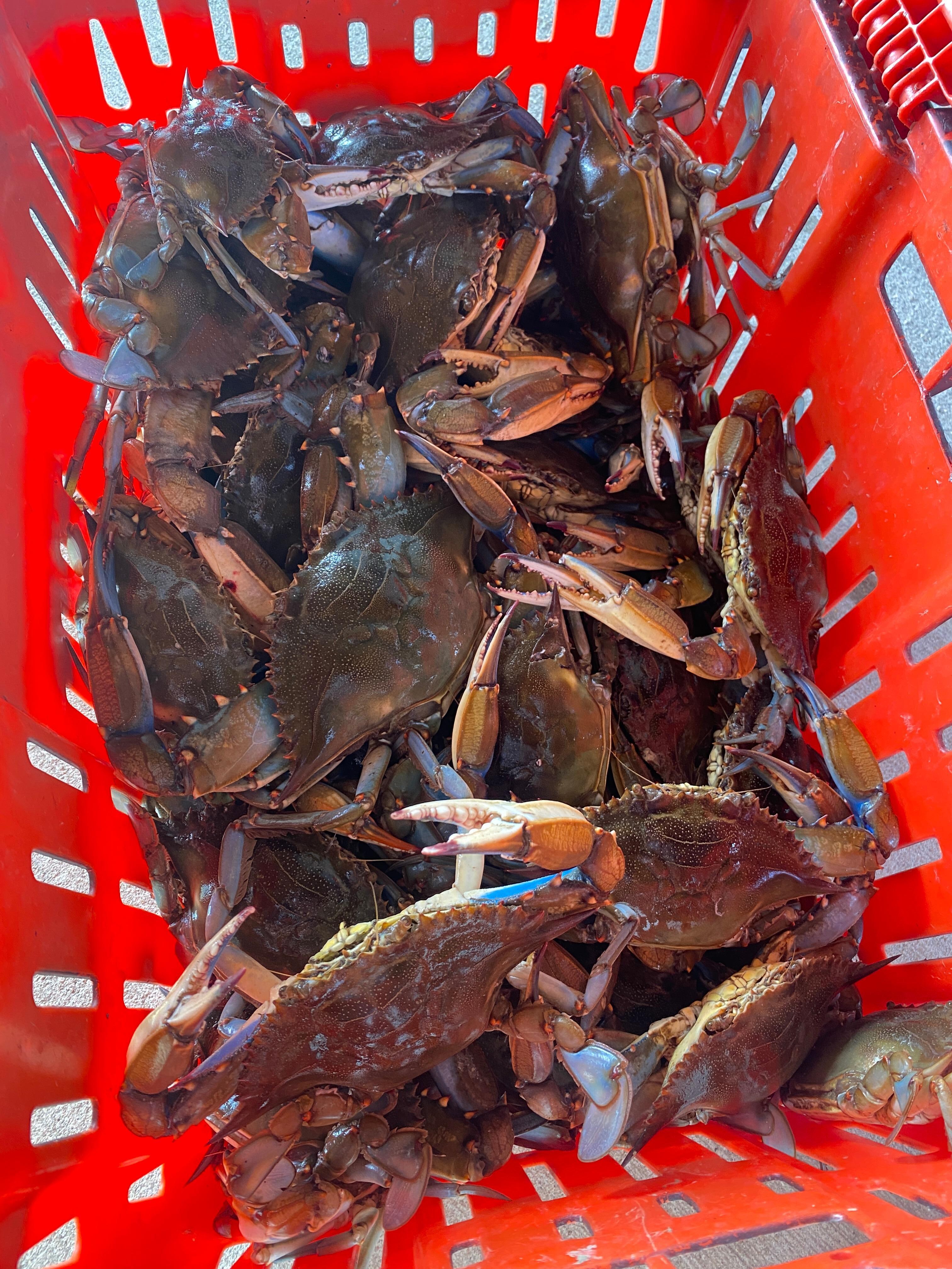 Blue crabs