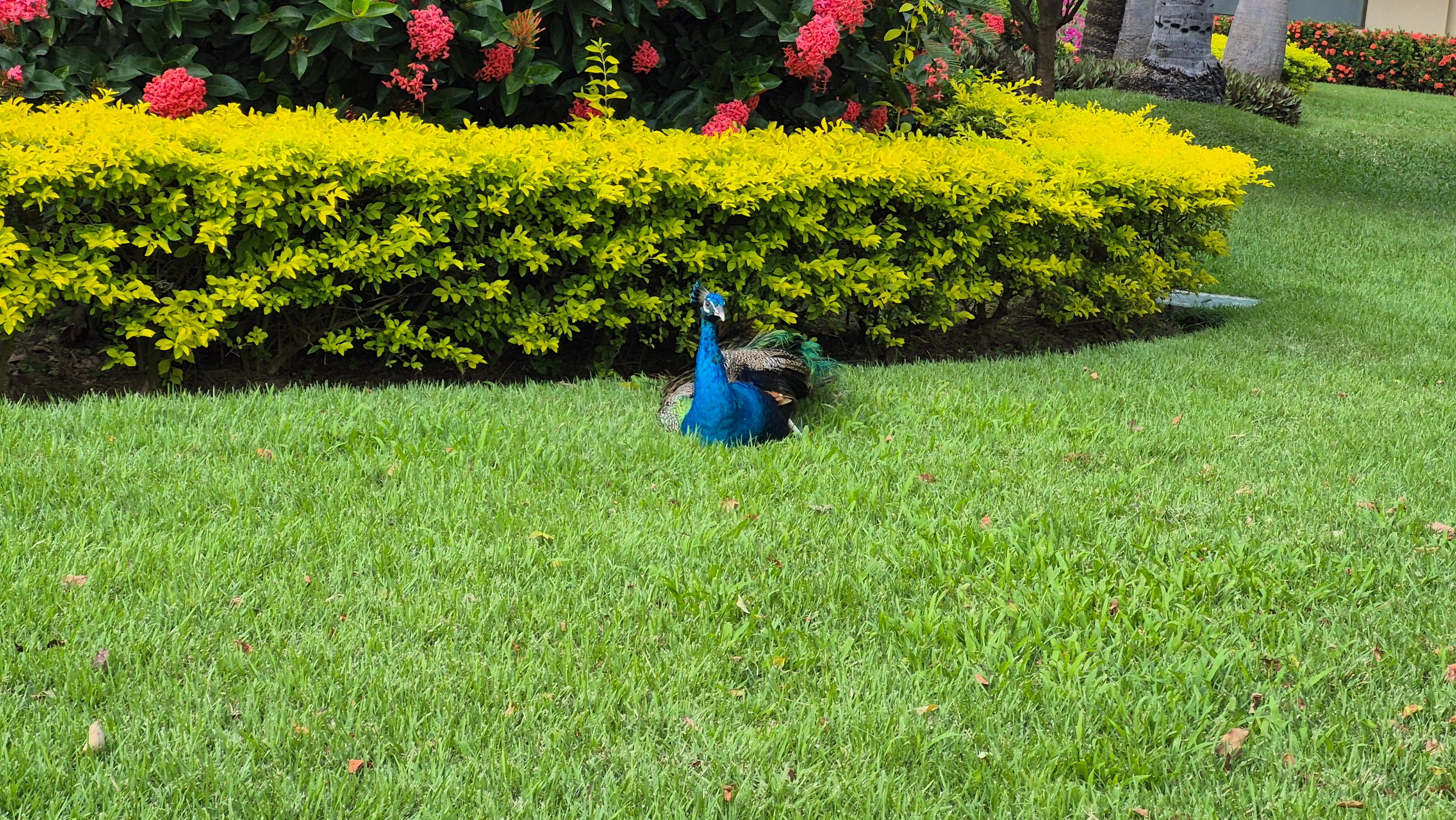 Resident peacock family 