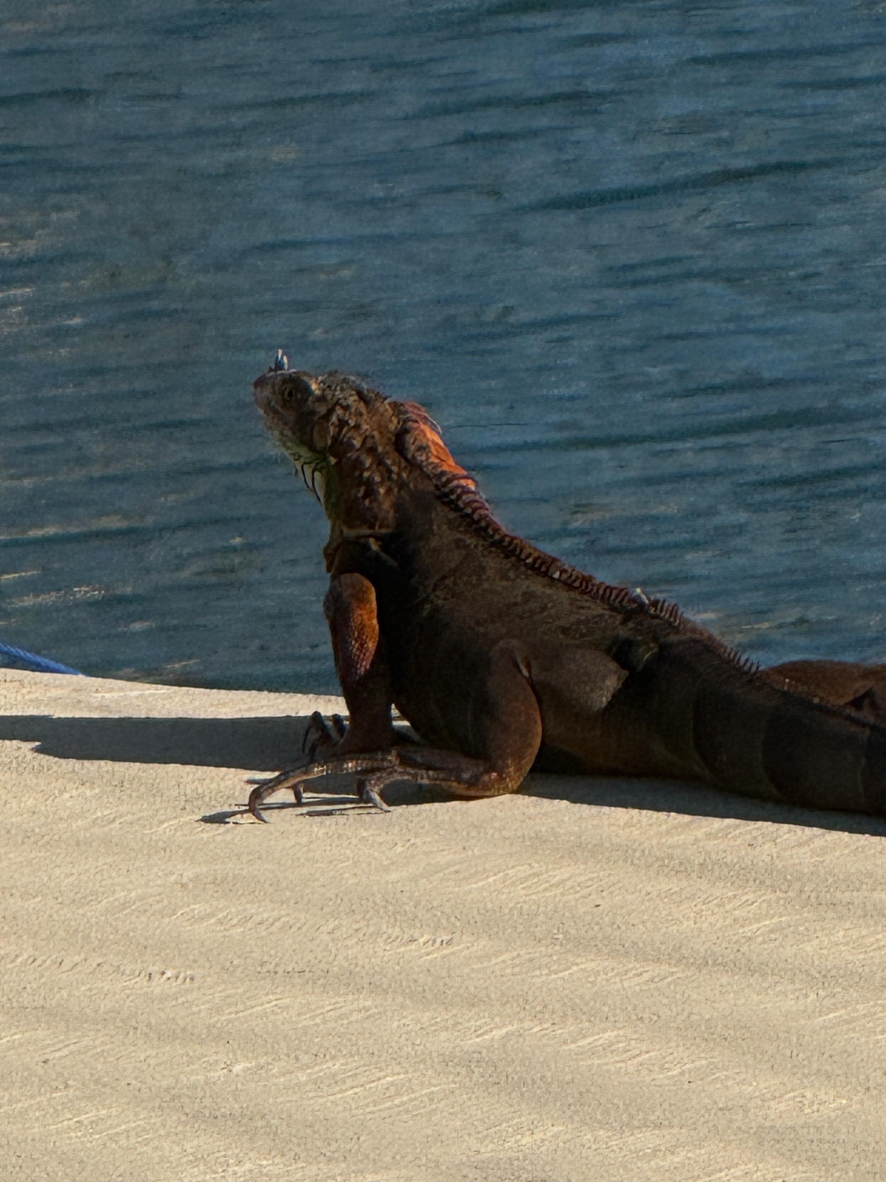 New friend by the canal boardwalk