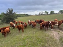 Cows and longhorns all over the property. Friendly too