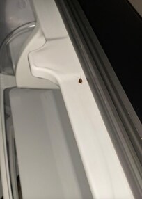Found a roach in the fridge which was broken!