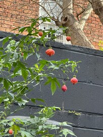 Beautiful Chinese lantern plant