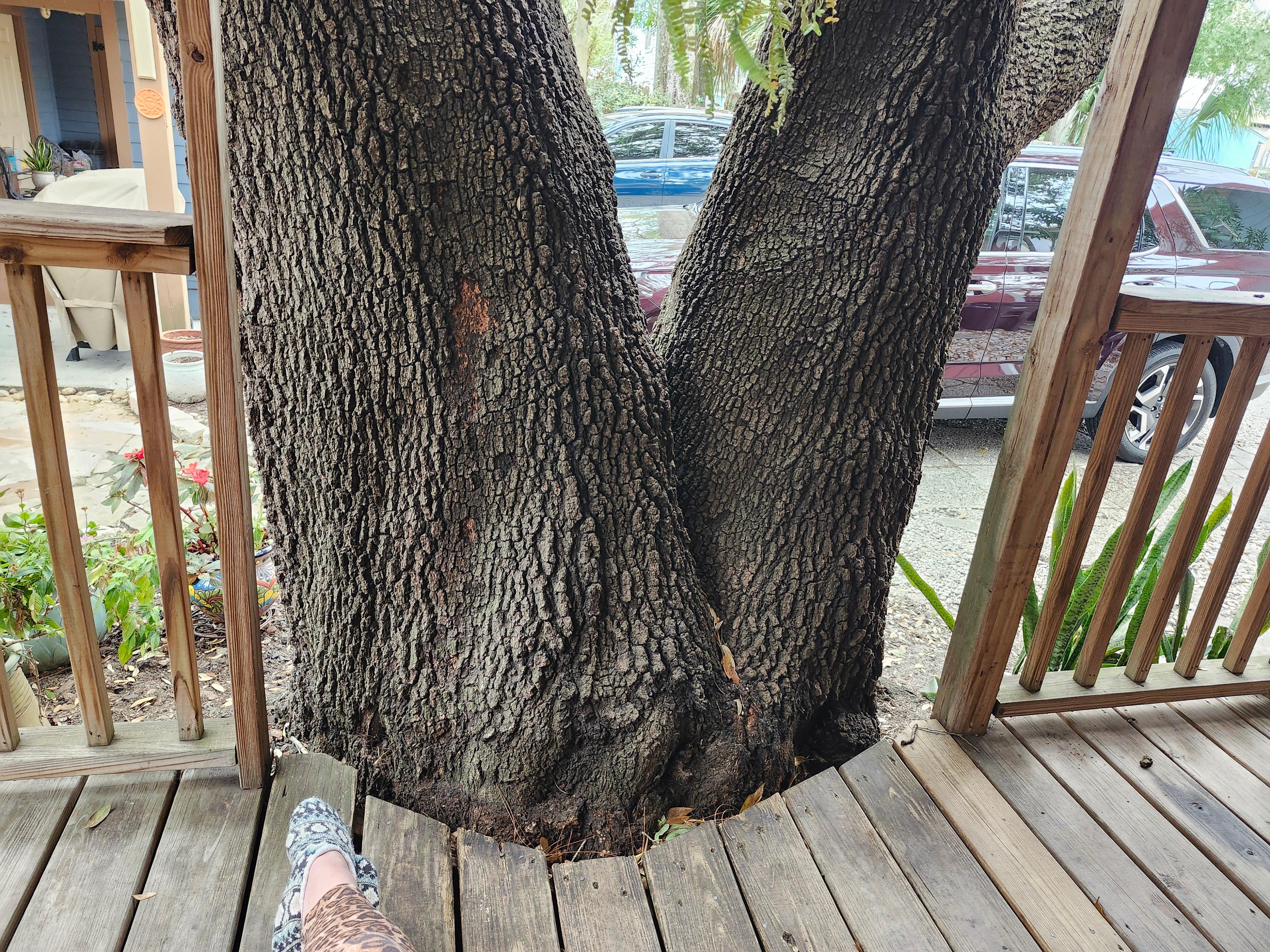 Marvelous old Live Oak w/Spanish Moss and active squirrels behind house. Back deck built to accomodate huge trunk. My foot in picture to accent it's size.