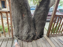 Marvelous old Live Oak w/Spanish Moss and active squirrels behind house. Back deck built to accomodate huge trunk. My foot in picture to accent it's size.