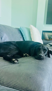 My dog rates the couch ⭐️⭐️⭐️⭐️⭐️!he loved his naps while he watched the waves.