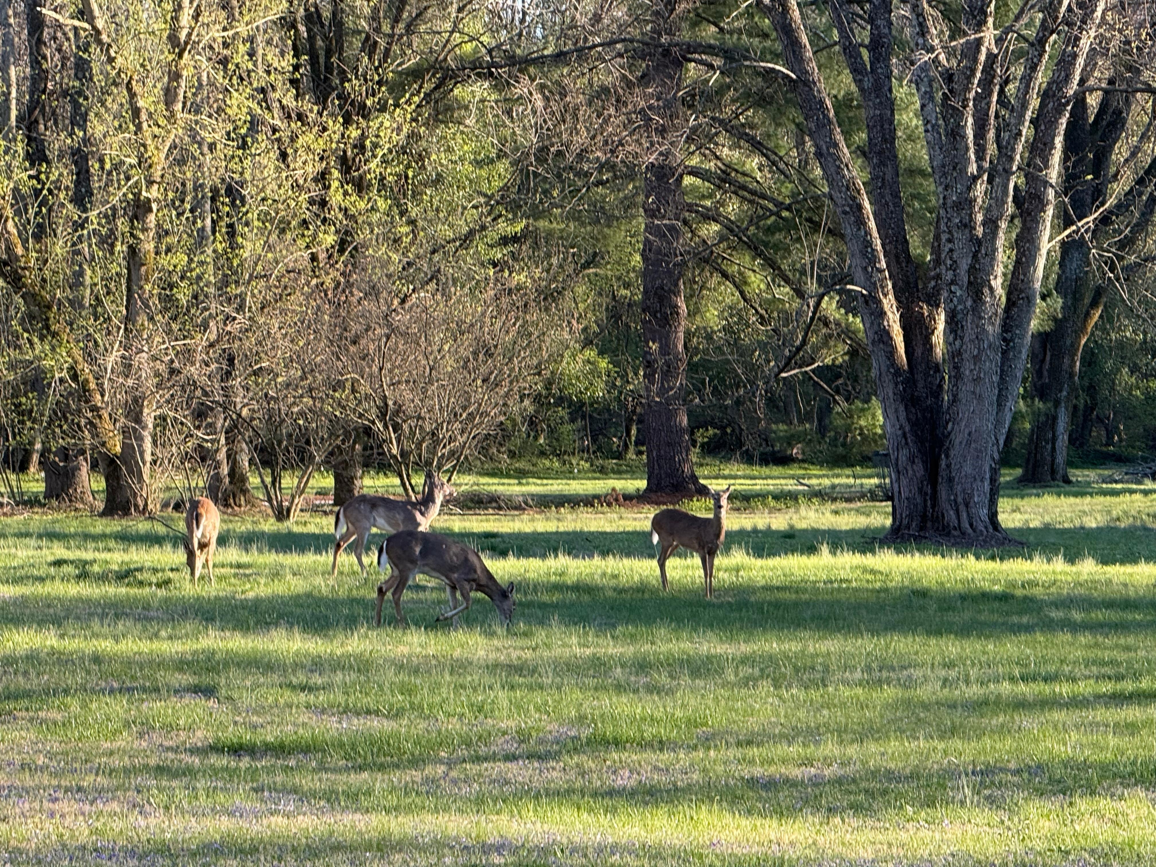 Deer came by one afternoon. 