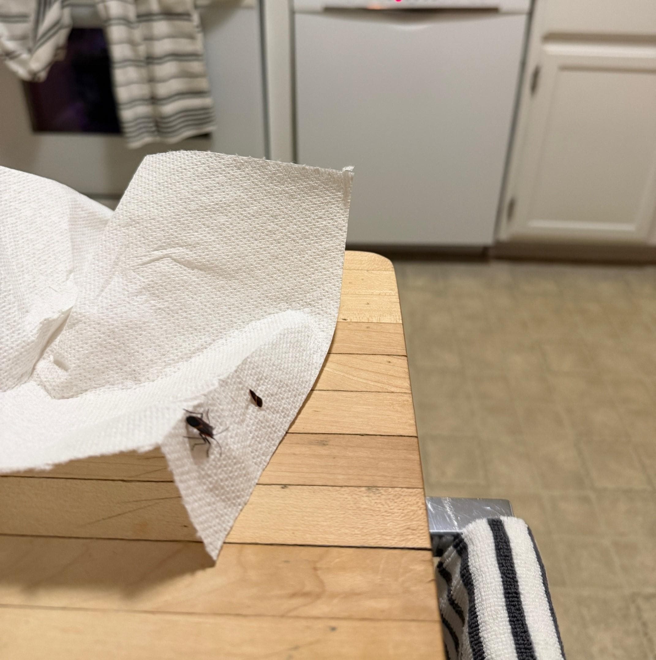 Stink bug (I think) in the kitchen.  Another one of these landed on my mother-n-law while having dinner.  Another one fell from the ceiling on my nieces face in an upstairs bedroom. 