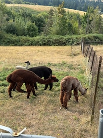 Farm friends
