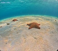 Afternoon snorkeling tour.
