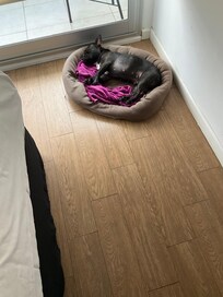 My best friend sleeping comfortably after our long flight from the EU.