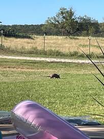 We had a visitor on our last night at the pool!