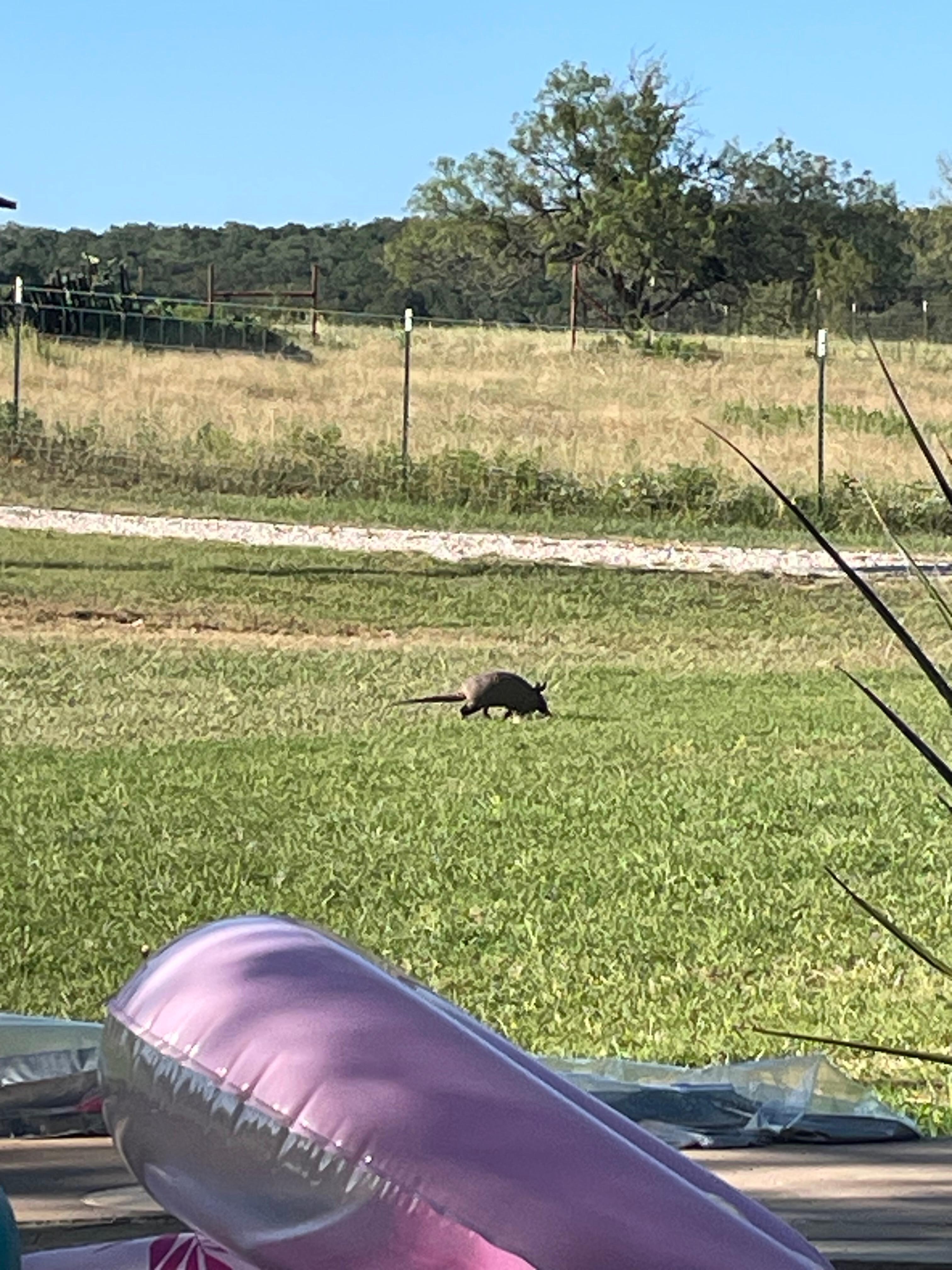 We had a visitor on our last night at the  pool!