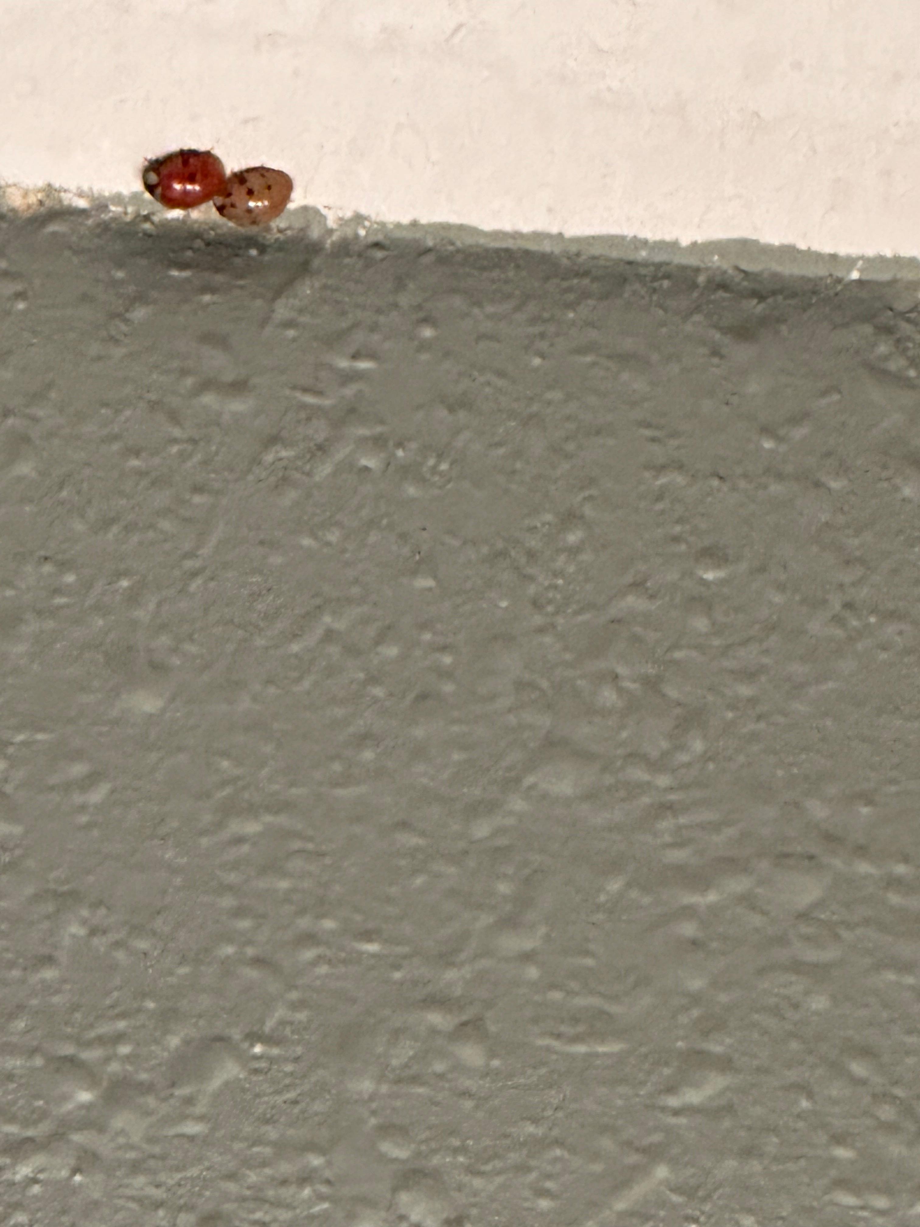 Infestation of ladybugs
