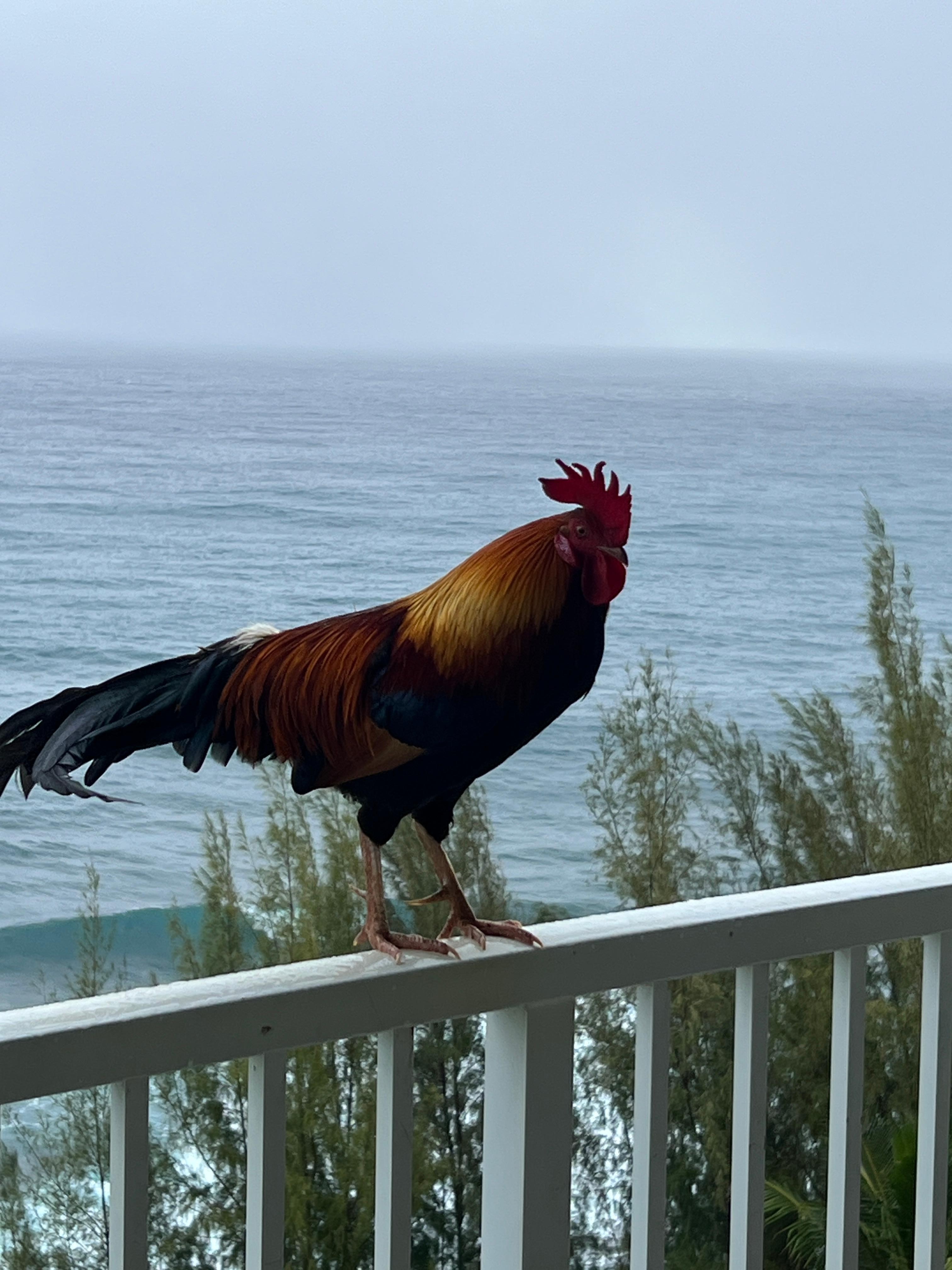 Enjoyed the chickens!