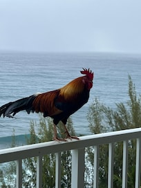 Enjoyed the chickens!