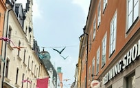 Additional geese lining the pedestrian road