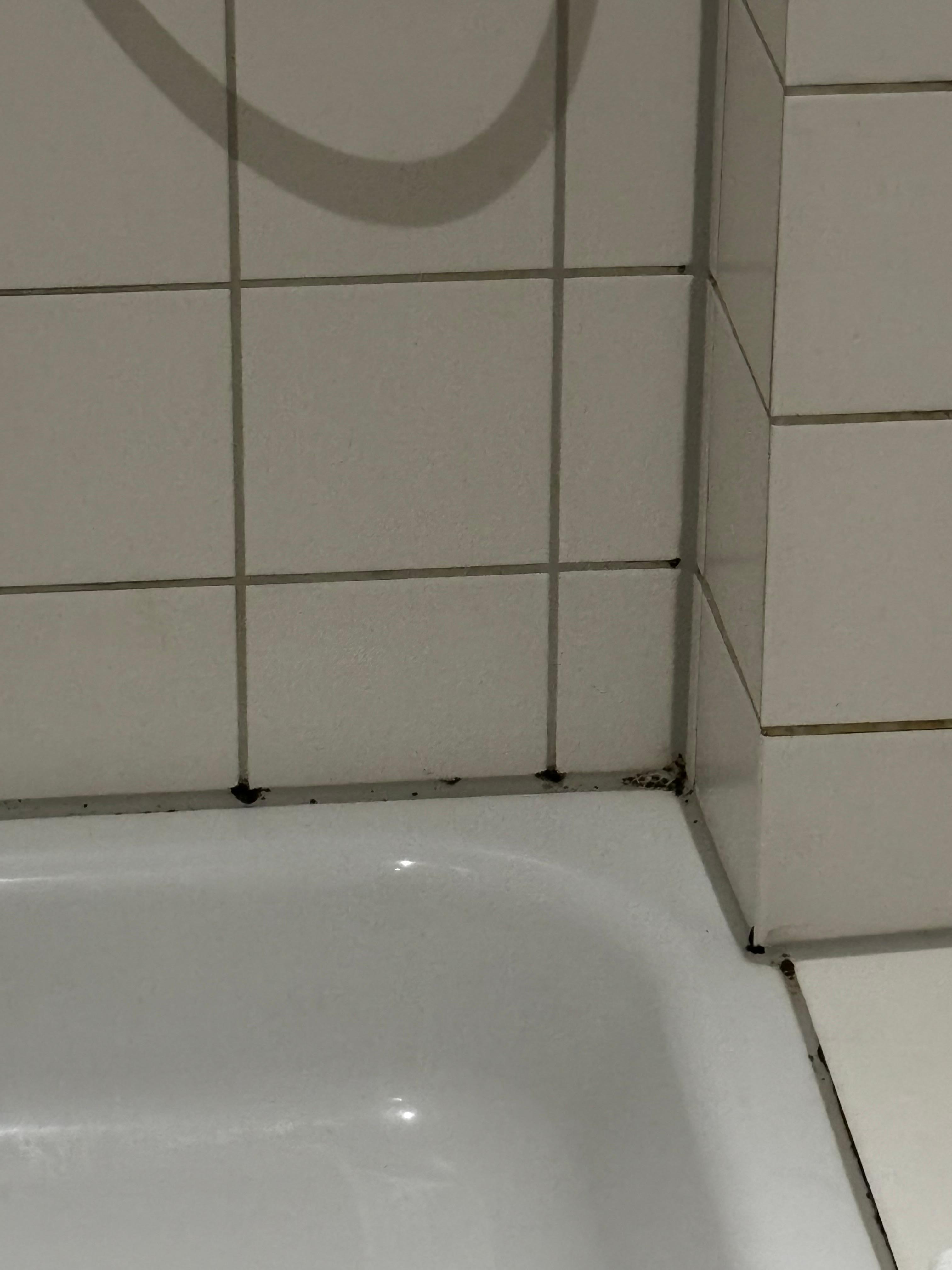 Svart mögel  dusch
