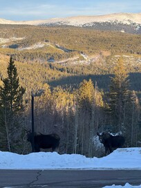 Special guest appearance