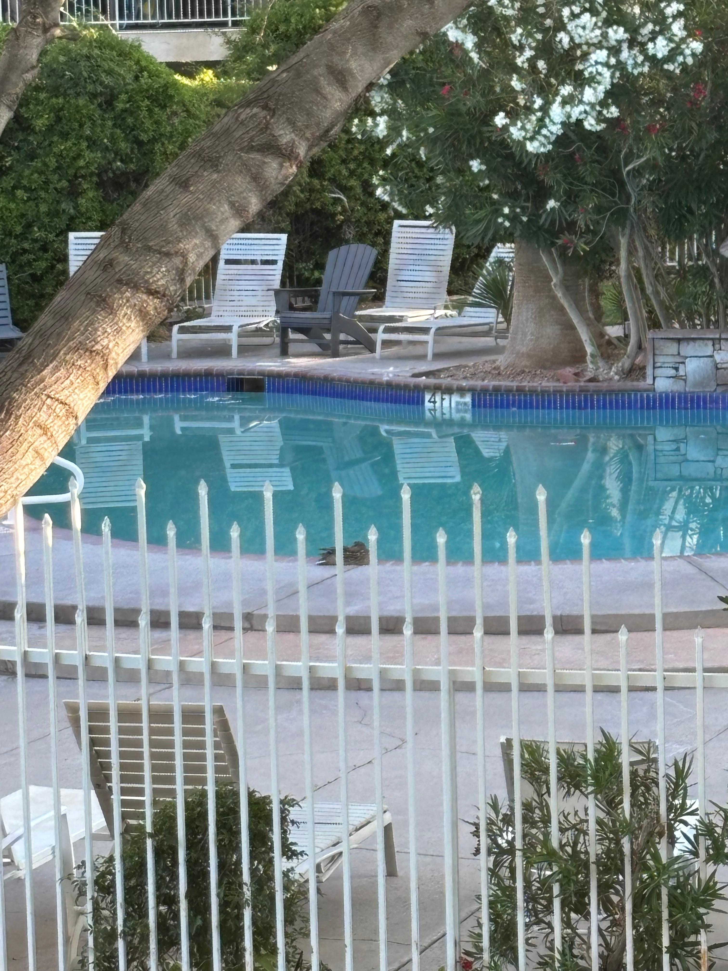 Easy access to pools. Even for ducks!