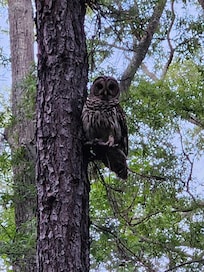 This was our friendly owl that usually visited the tree out back everyday.