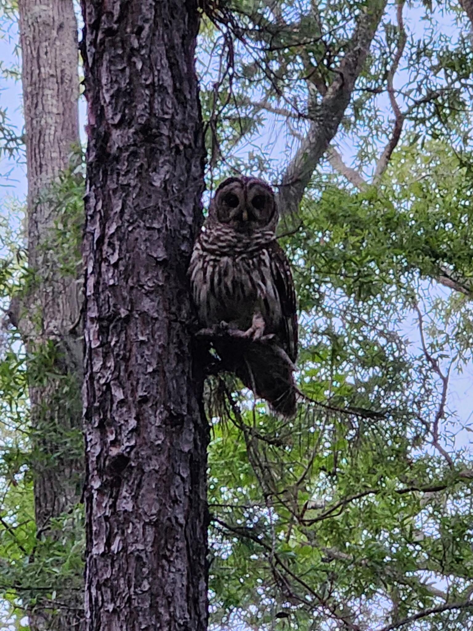 This was our friendly owl that usually visited the tree out back everyday.