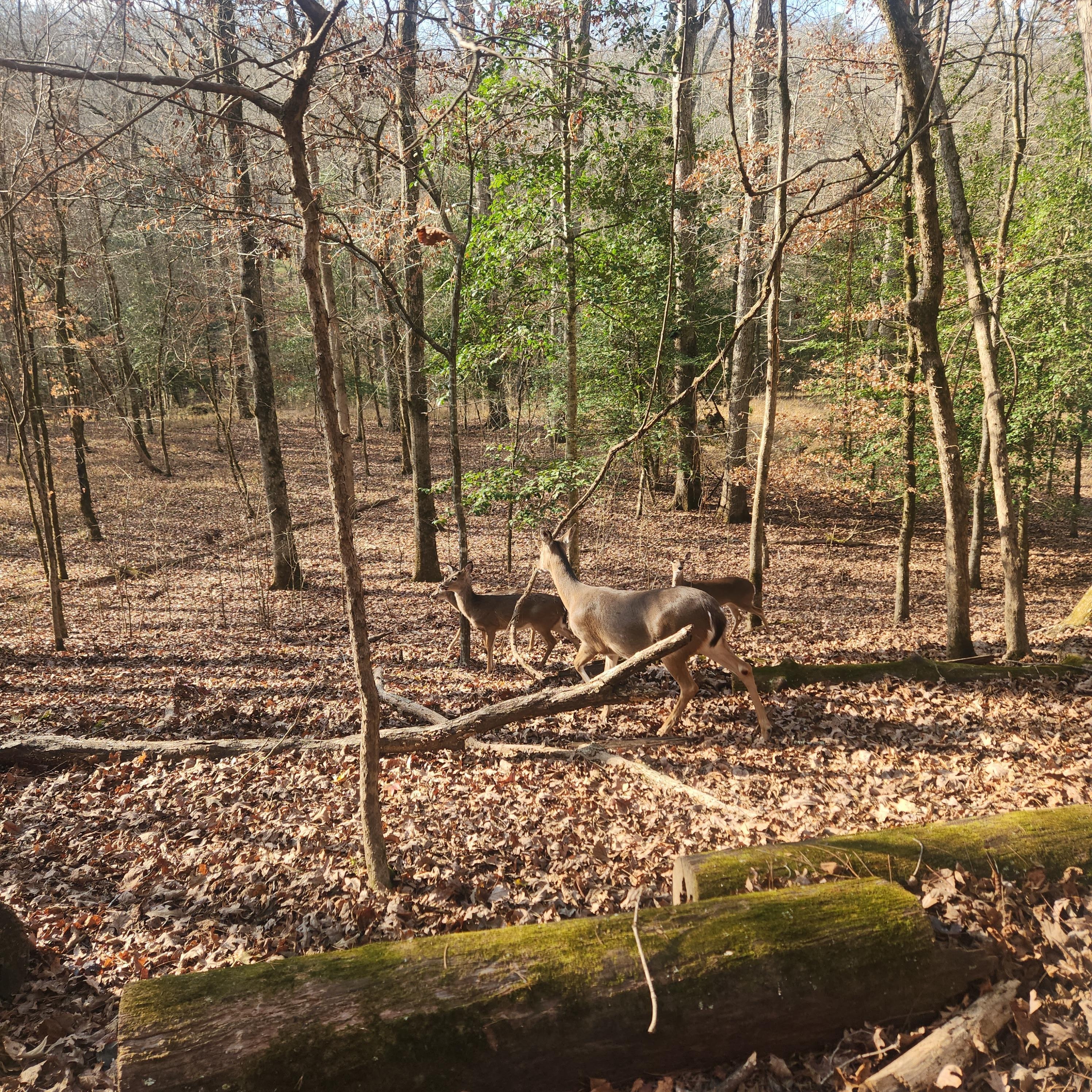Deer along the Depot Train ride