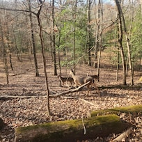 Deer along the Depot Train ride