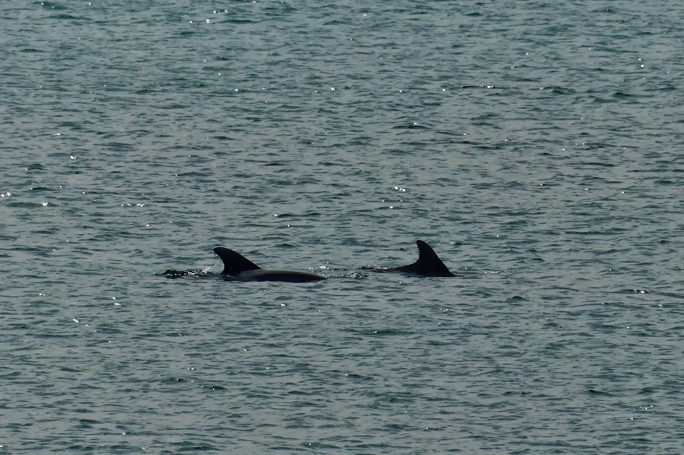 Got to see dolphins every day! 