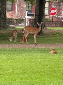Nice quiet neighborhood for early morning walks.