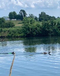 Ralph chasing a goose in the pond.